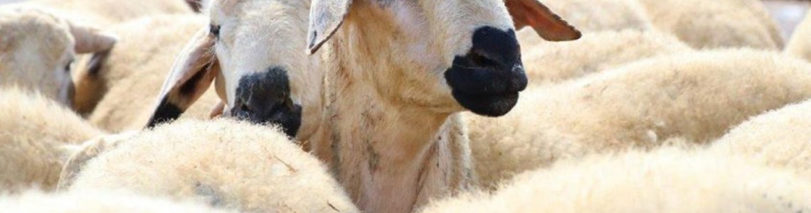 Gaziosmanpaşa Akika Kurban Gaziosmanpaşa Akika Kurban